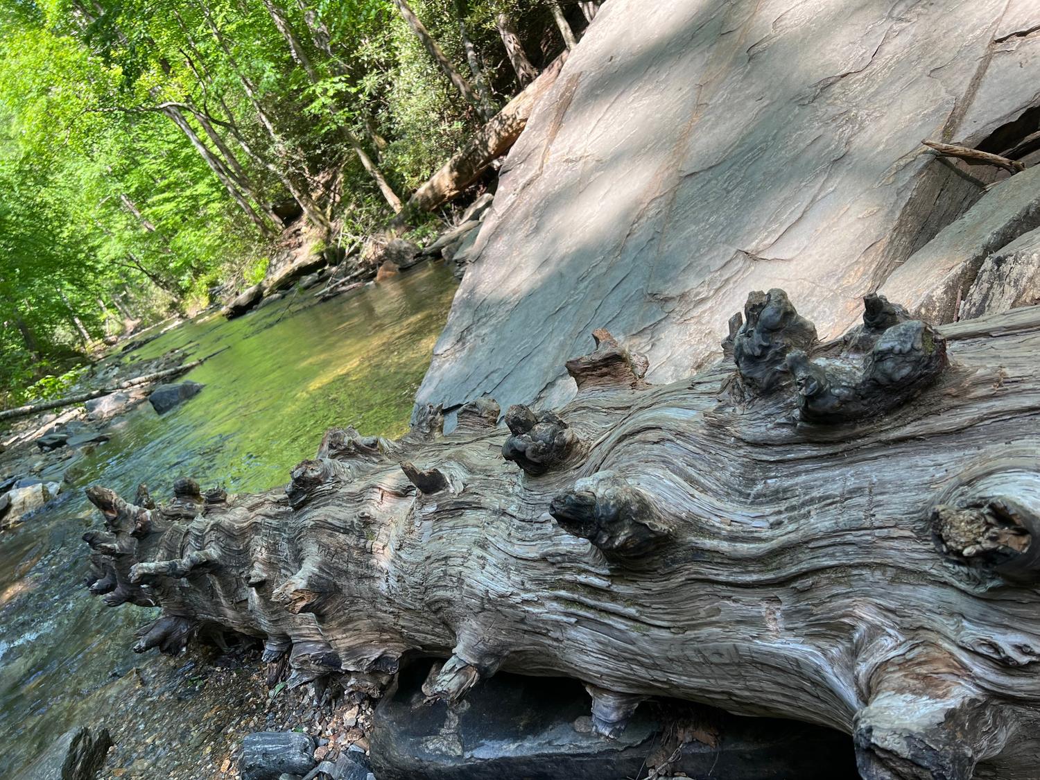 Creek and weathered log in the mountains